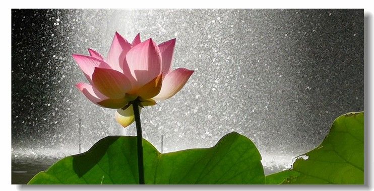 夏之秀（庞利红/摄）