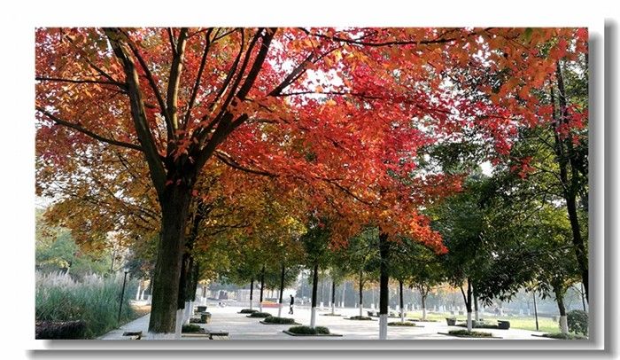 红色成中医（庞利红/摄）